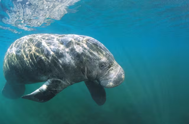 Mad About Manatees