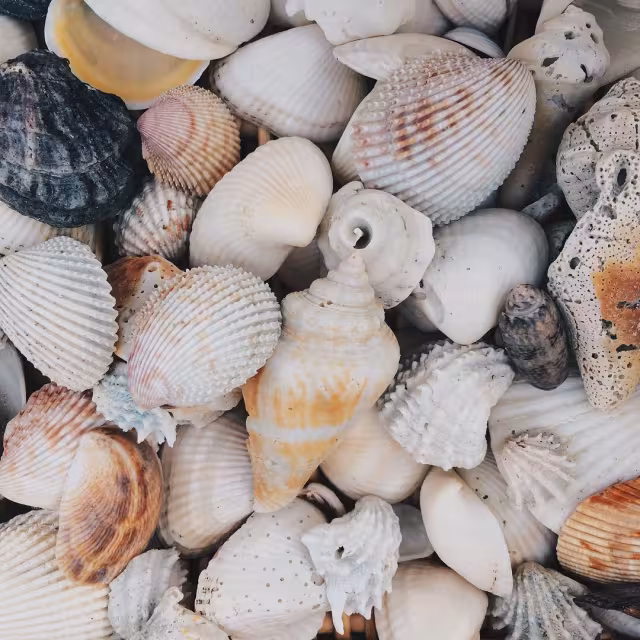 The “Sanibel 6” Seashells