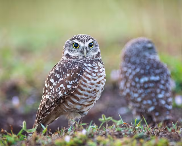 Meet the Beloved Burrowing Owl
