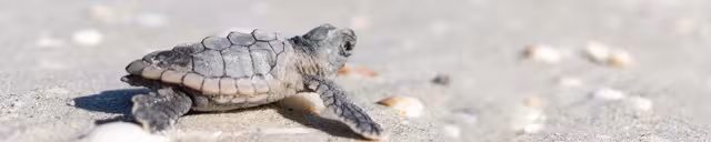 Safety Tips for Sea Turtle Season