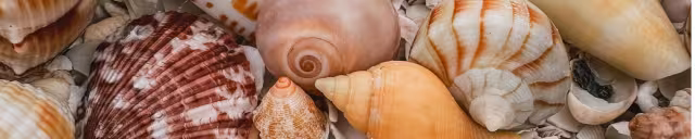 Mollusks and More on National Seashell Day