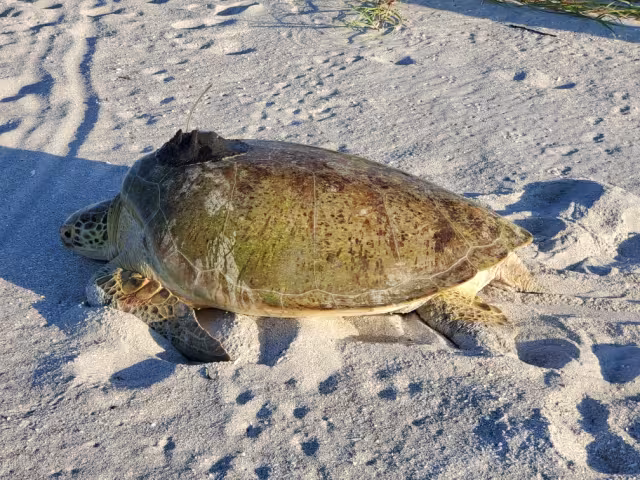 Local Sea Turtle Monitoring